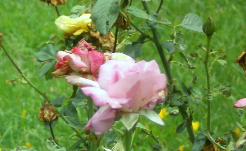 Pink Rose Flower — Calm, Photograph, Yellow Flower