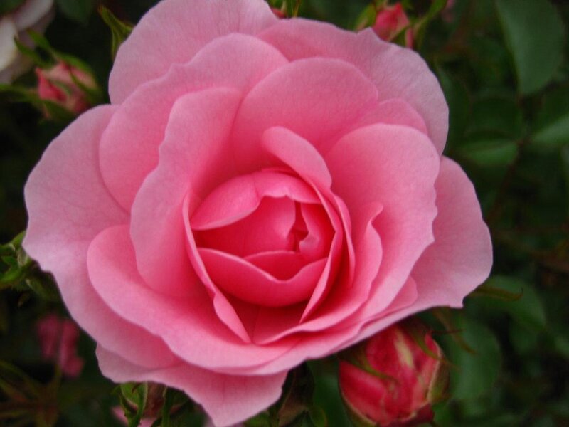 Pink Rose Flower — Calm, Spring, Photograph, Bloom, Bud