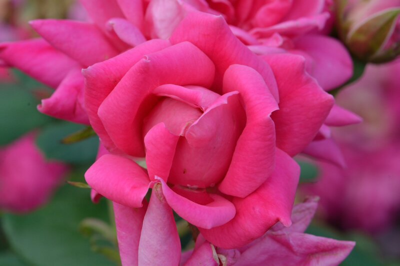 Pink Rose Flower — Calm, Spring, Photograph, Bloom, Petals, Green Leaves