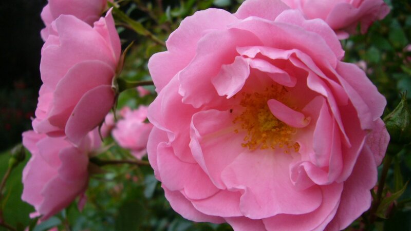 Pink Rose Flower — Calm, Spring, Photograph, Bloom, Petals