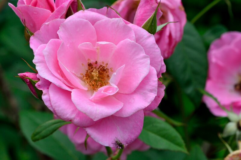 Pink Rose Flower — Calm, Spring, Photograph, Bud, Fly