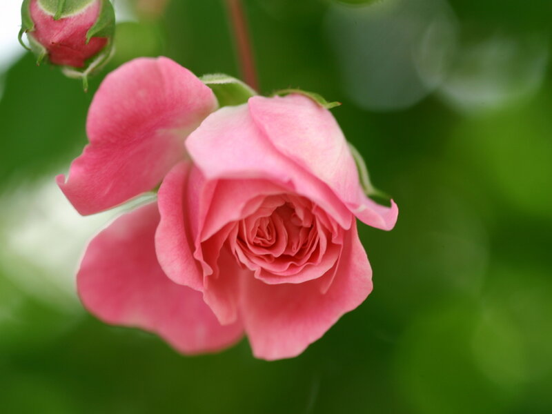Pink Rose Flower — Calm, Spring, Photograph, Bud, Green Leaves