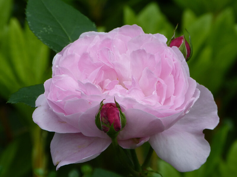 Pink Rose Flower — Calm, Spring, Photograph, Bud, Leaf
