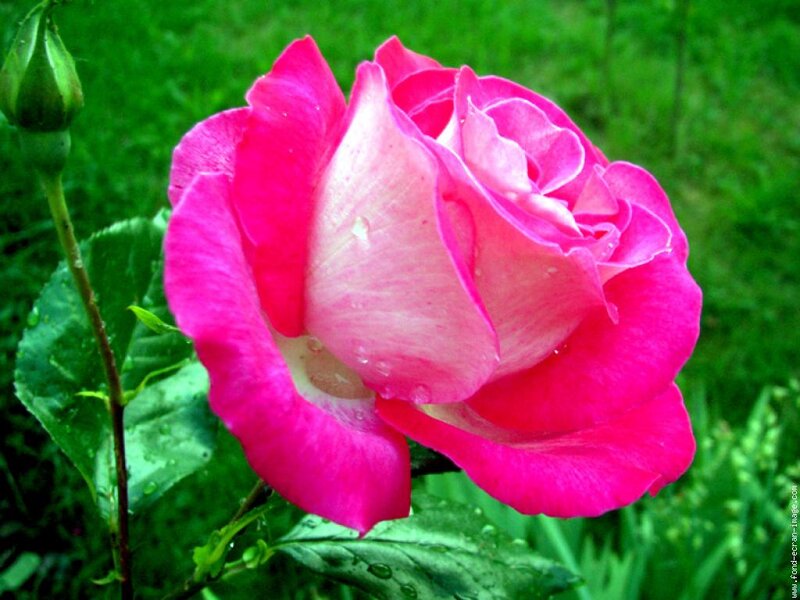 Pink Rose Flower — Calm, Spring, Photograph, Bud, Leaves