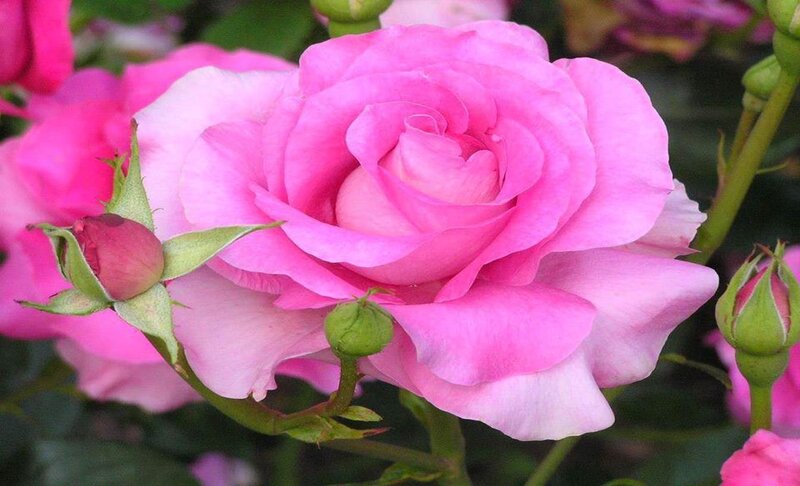 Pink Rose Flower — Calm, Spring, Photograph, Bud, Stem