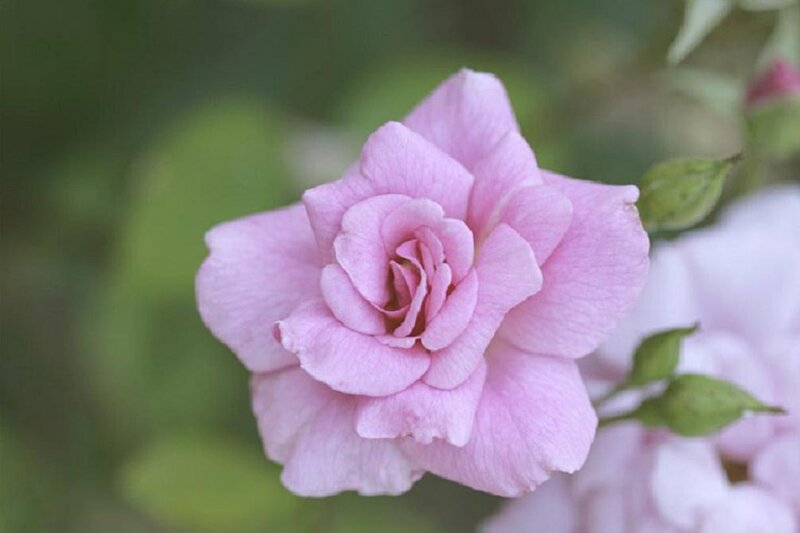 Pink Rose Flower — Calm, Spring, Photograph, Bud