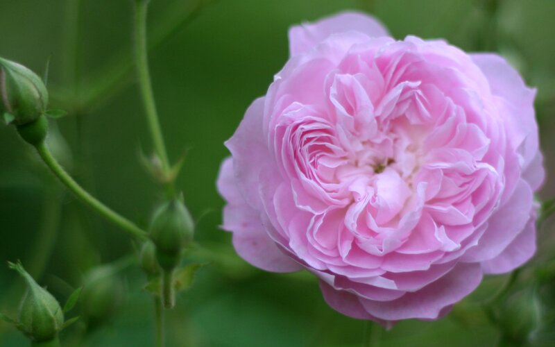 Pink Rose Flower — Calm, Spring, Photograph, Buds, Green Leaves