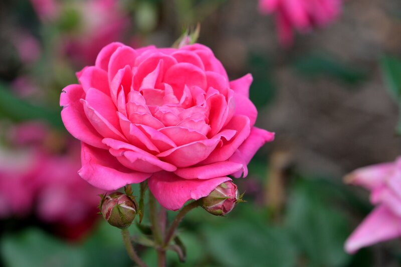 Pink Rose Flower — Calm, Spring, Photograph, Buds, Leaves, Background Flowers
