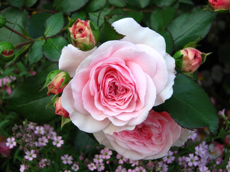 Pink Rose Flower — Calm, Spring, Photograph, Buds, Leaves, Small Flowers