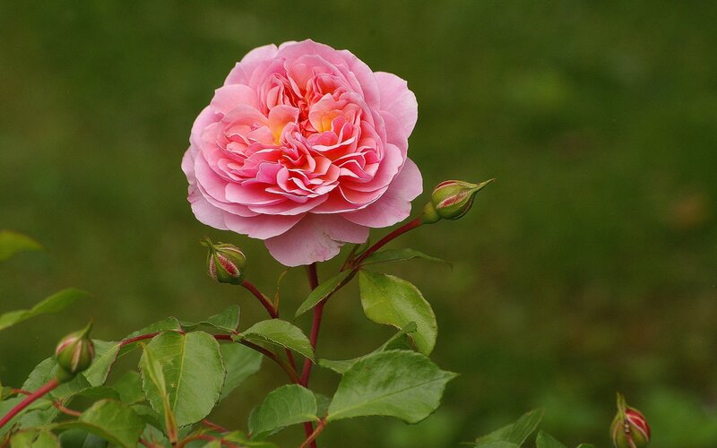 Pink Rose Flower — Calm, Spring, Photograph, Buds, Leaves, Stem