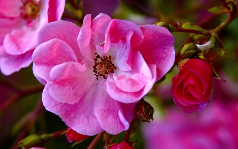 Pink Rose Flower — Calm, Spring, Photograph, Buds, Leaves