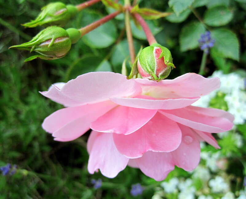 Pink Rose Flower — Calm, Spring, Photograph, Buds, Leaves, White Flowers