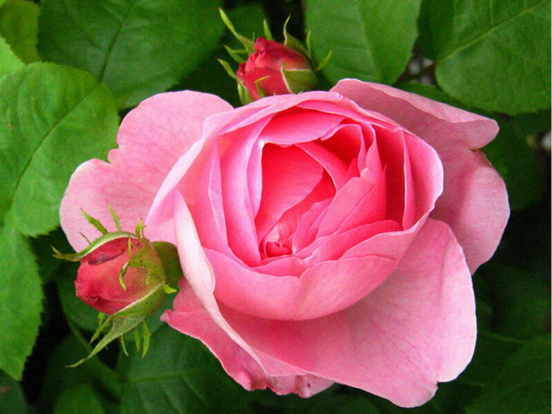 Pink Rose Flower — Calm, Spring, Photograph, Buds