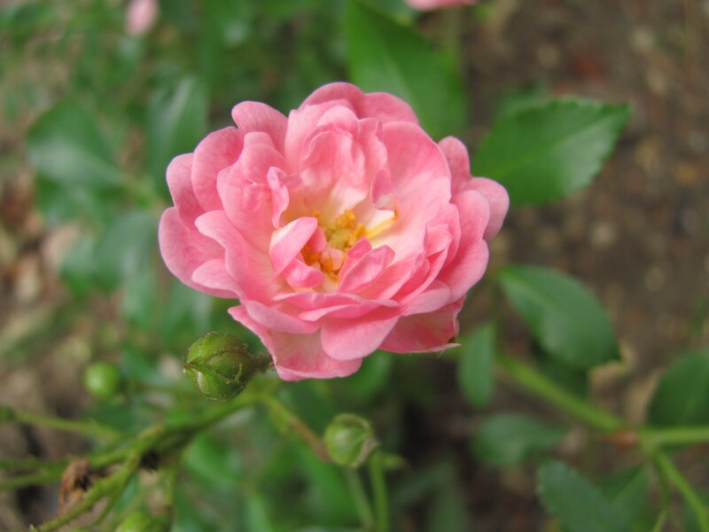 Pink Rose Flower — Calm, Spring, Photograph, Green Leaves, Bud, Green