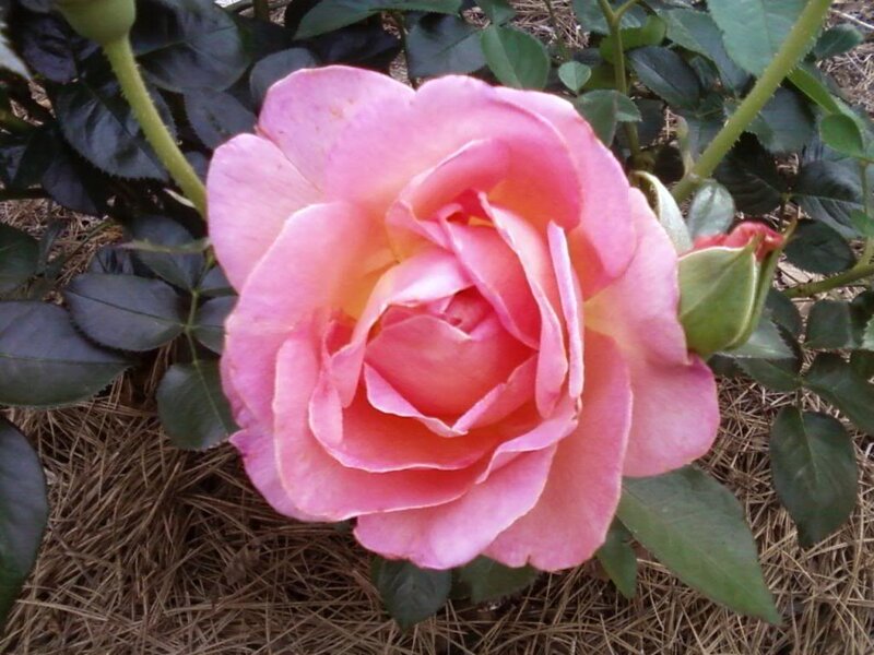 Pink Rose Flower — Calm, Spring, Photograph, Green Leaves, Bud, Mulch
