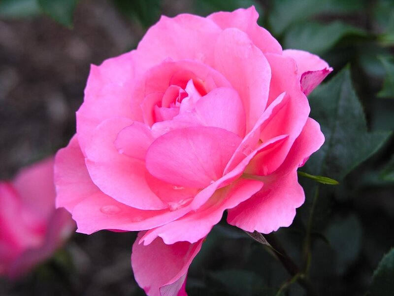 Pink Rose Flower — Calm, Spring, Photograph, Green Leaves, Bud