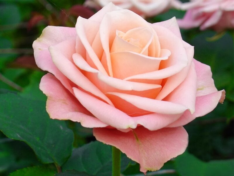 Pink Rose Flower — Calm, Spring, Photograph, Green Leaves, Flower Bud