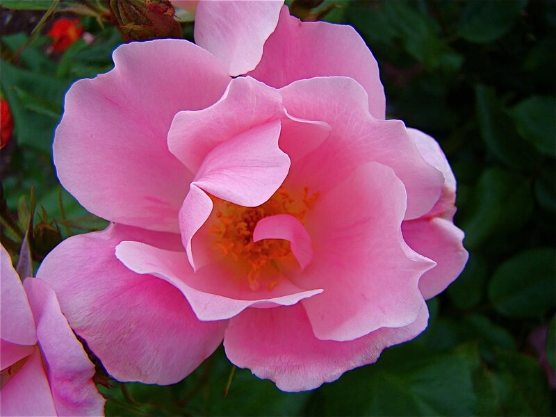 Pink Rose Flower — Calm, Spring, Photograph, Green Leaves, Flower Buds