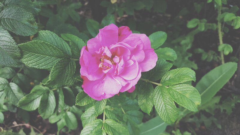 Pink Rose Flower — Calm, Spring, Photograph, Green Leaves, Plant