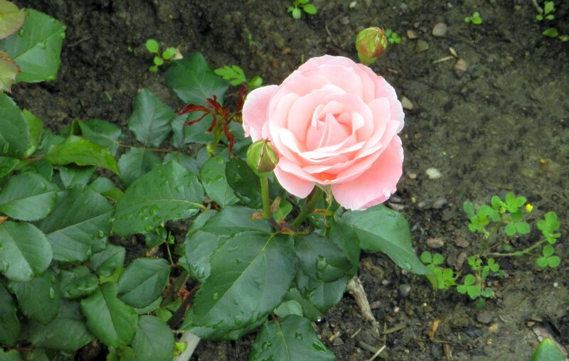 Pink Rose Flower — Calm, Spring, Photograph, Green Leaves, Soil, Bud