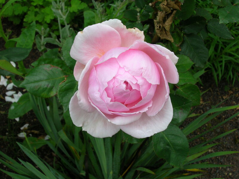 Pink Rose Flower — Calm, Spring, Photograph, Green Leaves, Soil