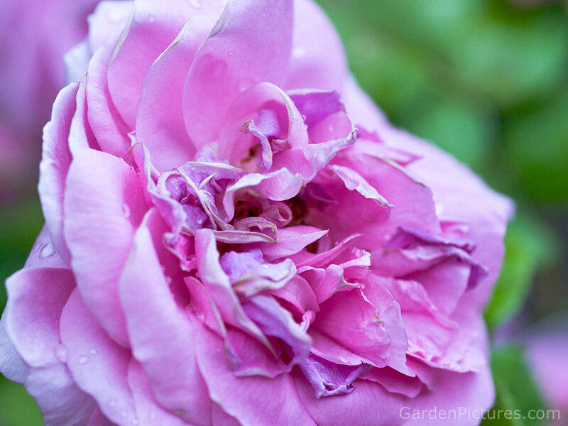 Pink Rose Flower — Calm, Spring, Photograph, Petals