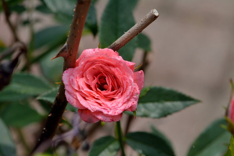 Pink Rose Flower — Calm, Spring, Photograph, Thorn