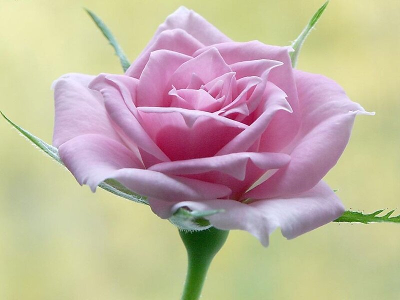 Pink Rose Flower — Calm, Spring, Photograph