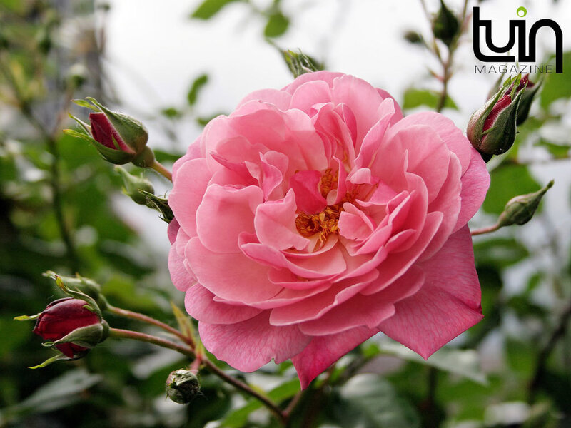 Pink Rose Flower — Calm, Spring
