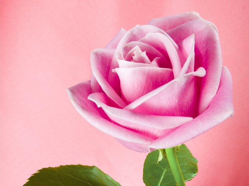 Pink Rose Flower — Calm, Stem