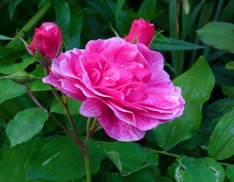 Pink Rose Flower — Calm, Summer, Photograph, Buds