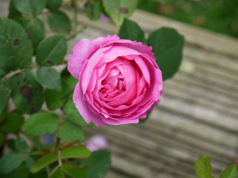 Pink Rose Flower — Calm, Summer, Photograph, Green Leaves