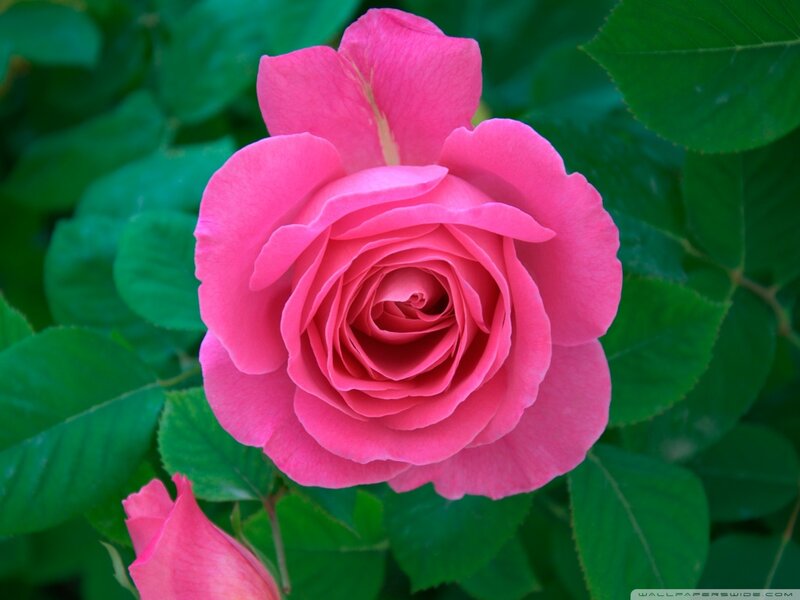 Pink Rose Flower — Calm, Summer, Photograph