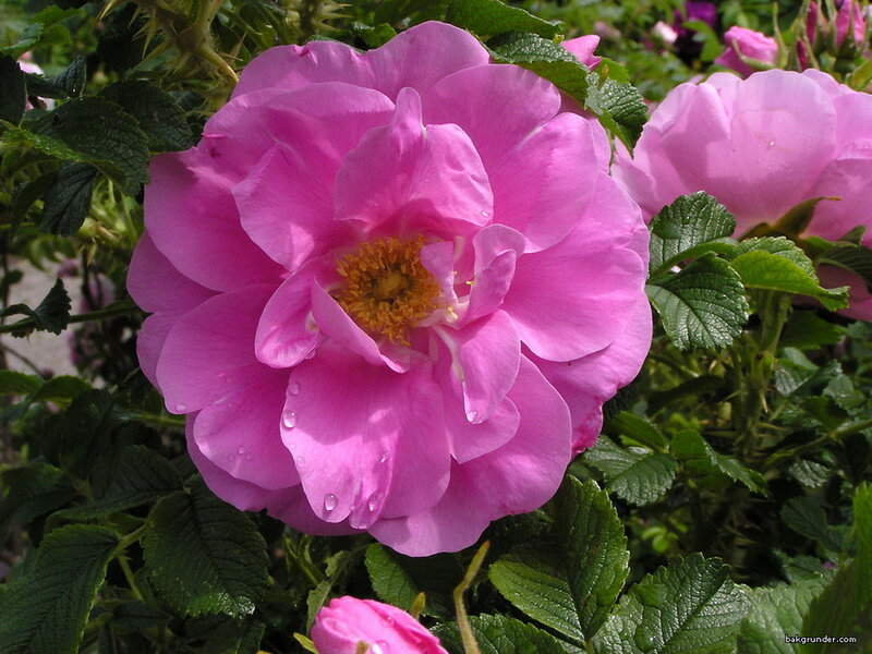 Pink Rose Flower — Calm, Summer