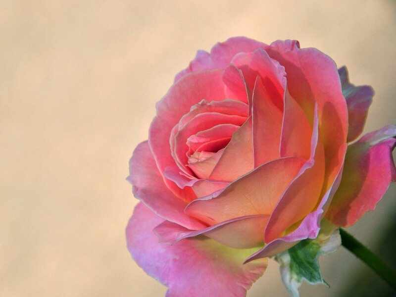 Pink Rose Flower — Calm, Sunset, Photograph, Petals, Stem