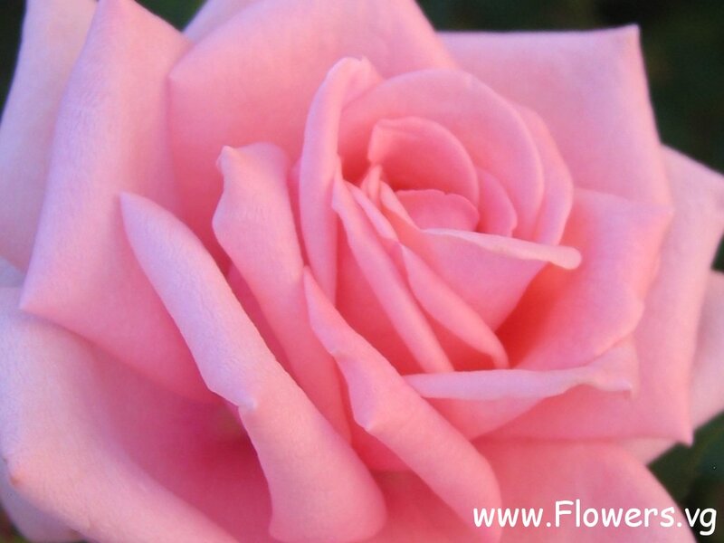 Pink Rose Flower — Calm, Sunset, Photograph, Petals