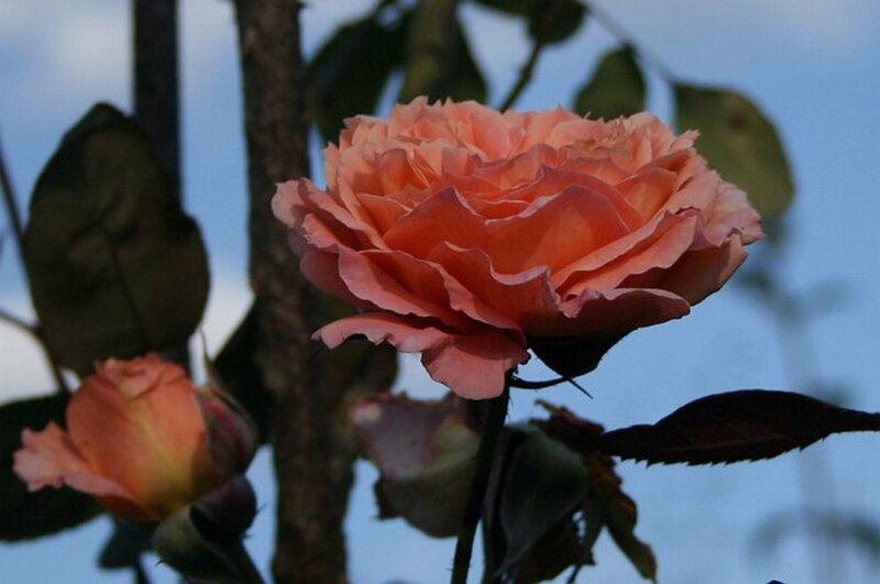 Pink Rose Flower — Calm, Sunset, Photograph