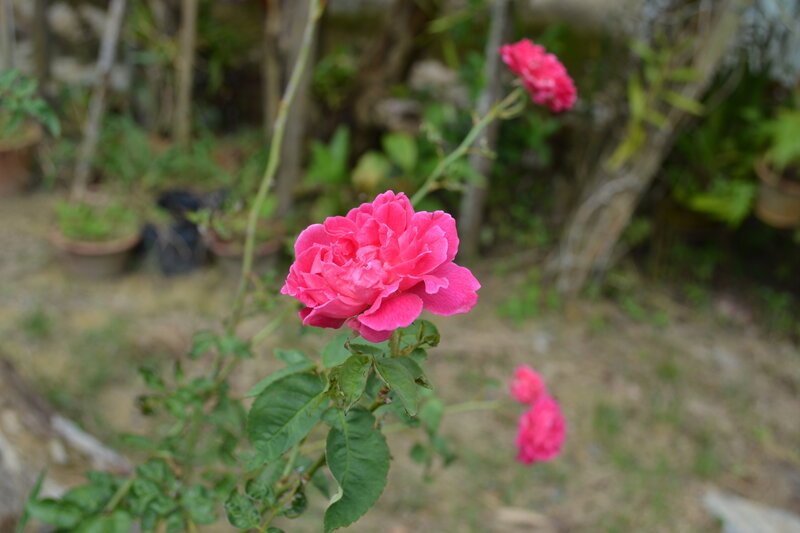 Pink Rose Flower — Calm