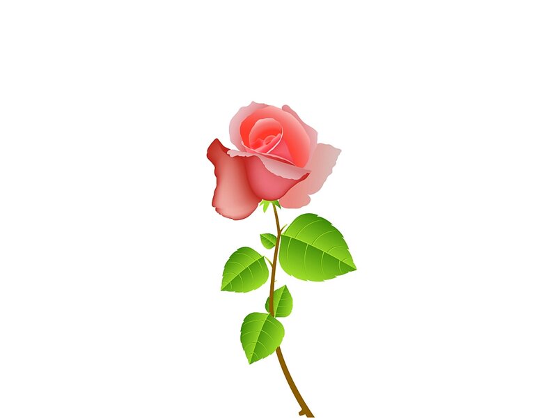 Pink Rose Flower — Calm, Vector Art