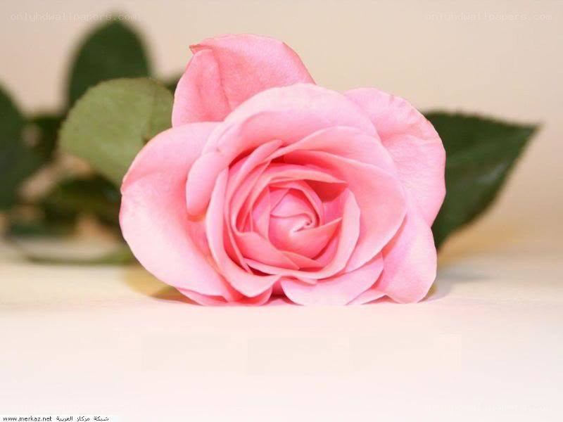 Pink rose flower close-up