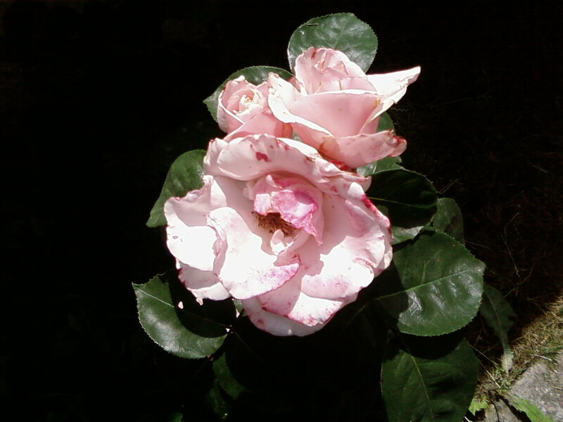 Pink Rose Flower — Dramatic, Afternoon, Photograph, Leaves