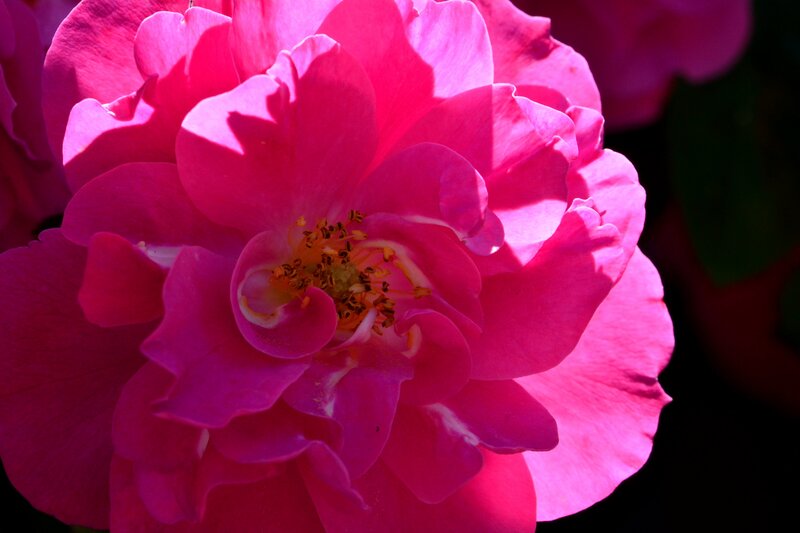 Pink Rose Flower — Dramatic, Afternoon, Photograph, Petals