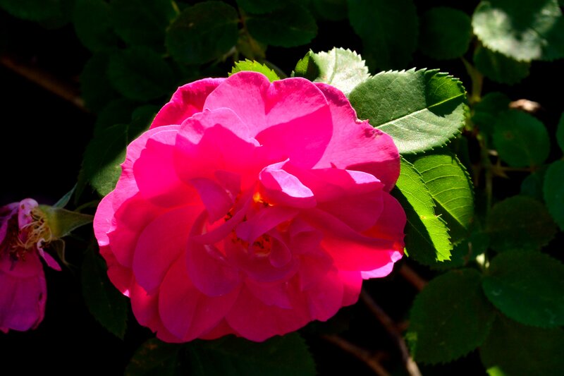 Pink Rose Flower — Dramatic, Afternoon, Photograph
