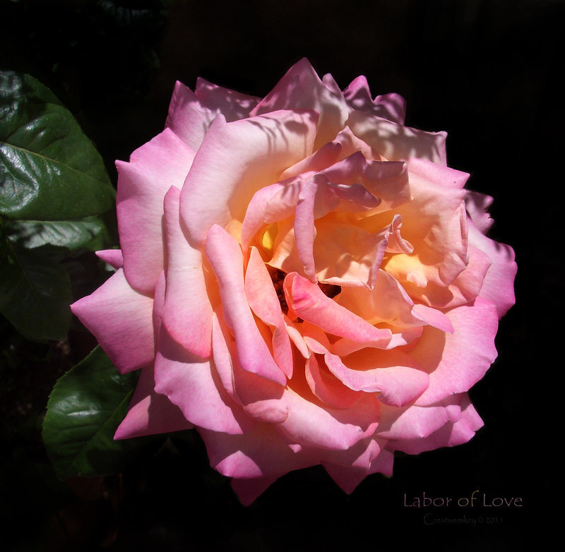 Pink Rose Flower — Dramatic, Afternoon