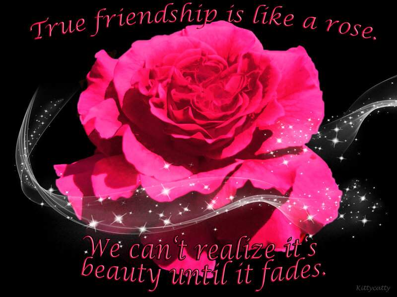 Pink Rose Flower — Dramatic, Digital Art, Text