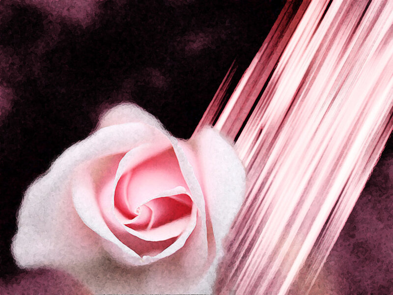 Pink Rose Flower — Dramatic, Digital Art