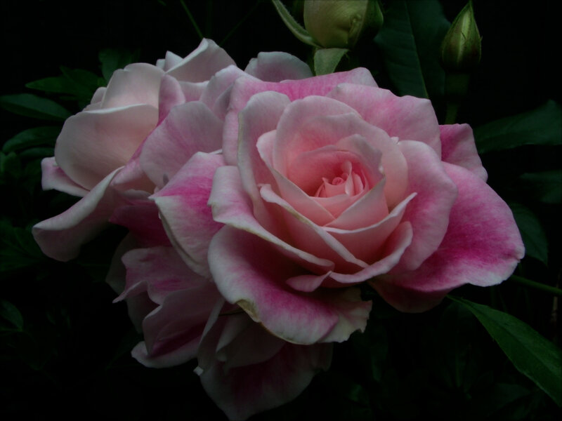 Pink Rose Flower — Dramatic, Night, Photograph, Buds