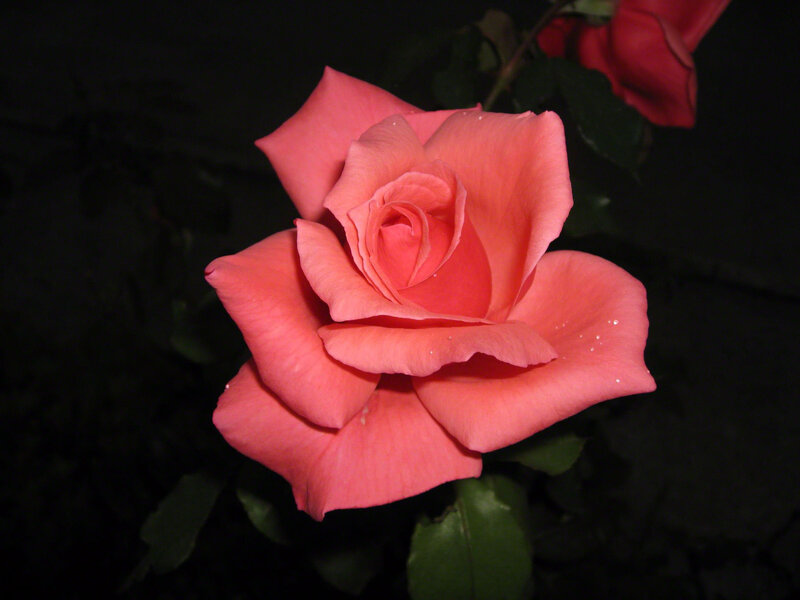 Pink Rose Flower — Dramatic, Night, Photograph, Green Leaves