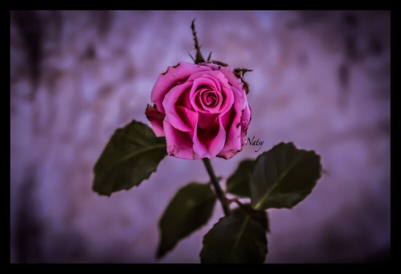 Pink Rose Flower — Dramatic, Night, Photograph, Leaf