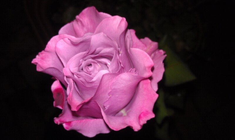 Pink Rose Flower — Dramatic, Night, Photograph, Petals, Dark Background